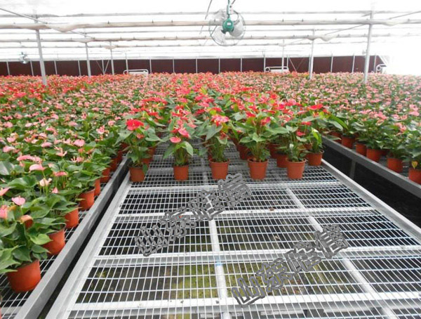 Agricultural Greenhouse Seedling Seedbed For Flower
