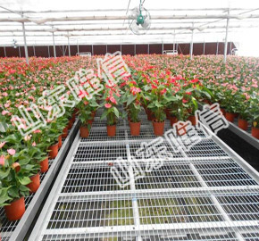 Agricultural Greenhouse Seedling Seedbed For Flower