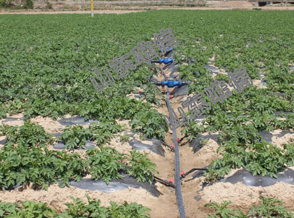 Agricultural Drip Irrigation Tape under Plastic Film for Crops and Fruit Trees