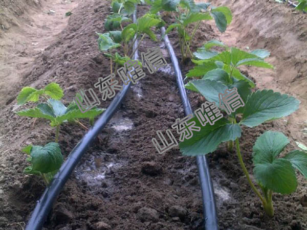 Plastic Round Emitter Drip Irrigation Pipe for Agricultural