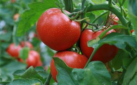 Tomato Cultivation Techniques