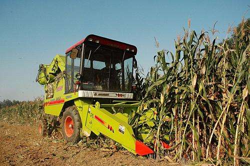 Correct Operation Of Farm Corn Combine Harvester